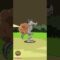[ID: 0ru_HYYGJMQ] Youtube Automatic